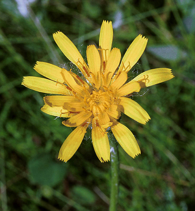 Agoseris glauca (False Dandelion): Minnesota Wildflowers