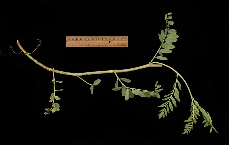 Astragalus gilviflorus