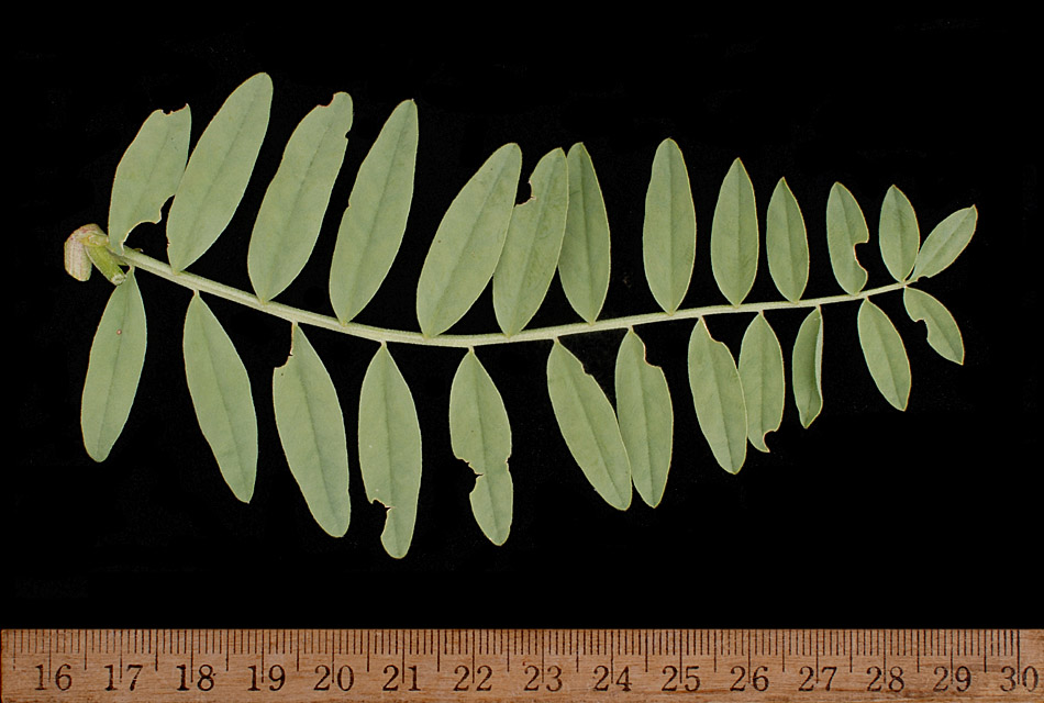 Astragalus gilviflorus