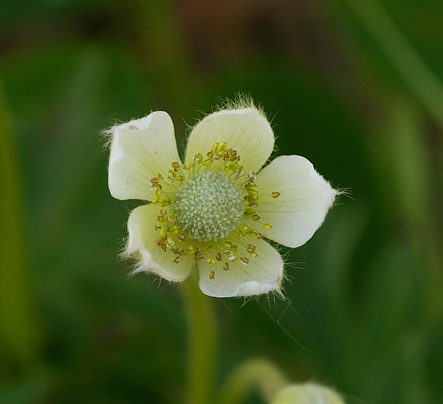 Astragalus gilviflorus